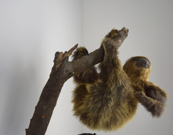 Two-toed sloth