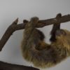 Two-toed sloth