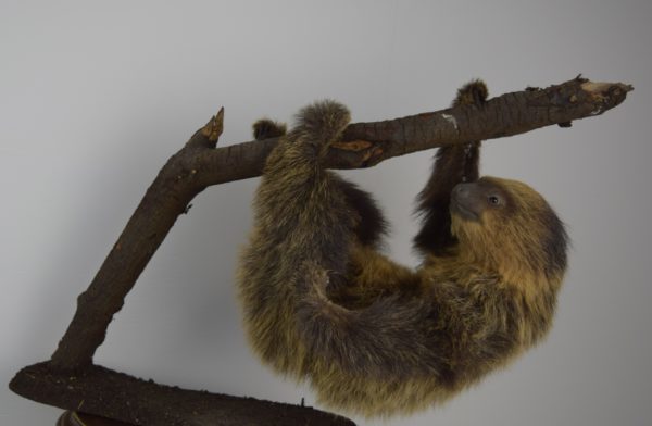 Two-toed sloth