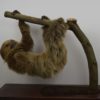 Two-toed sloth