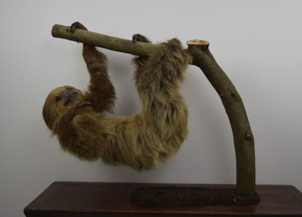 Two-toed sloth