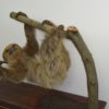 Two-toed sloth