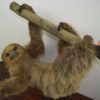 Two-toed sloth