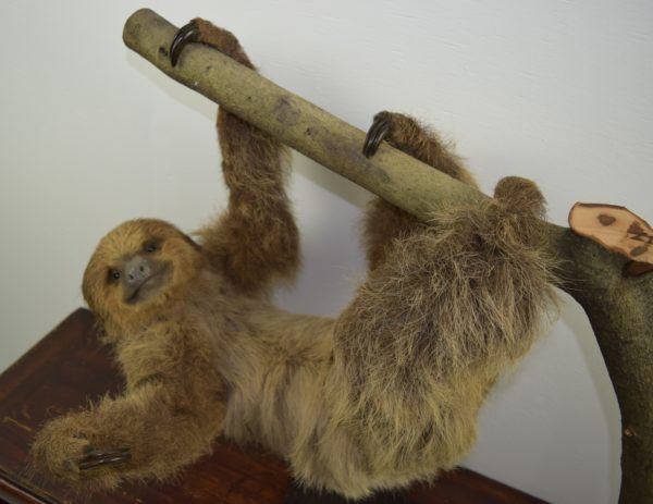 Two-toed sloth