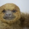 Two-toed sloth