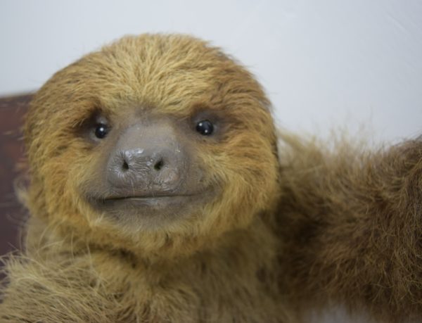 Two-toed sloth