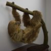 Two-toed sloth