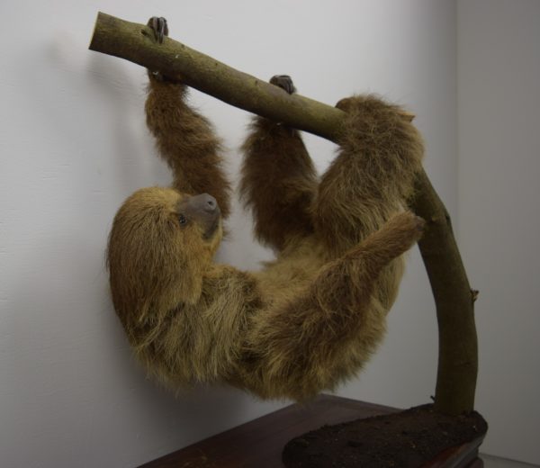 Two-toed sloth