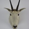 Snow goat