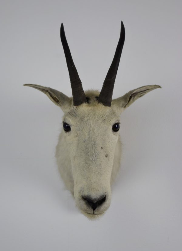 Snow goat