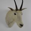 Snow goat