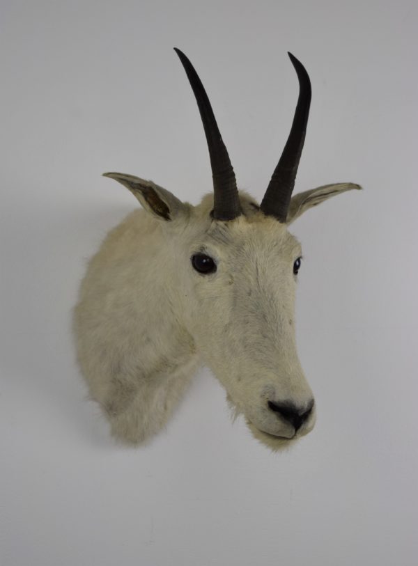 Snow goat