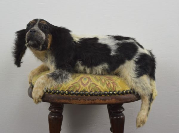 Spaniel puppy