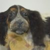 Spaniel puppy