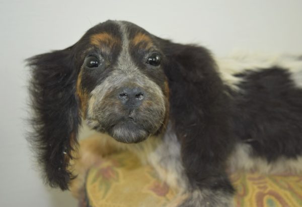 Spaniel puppy
