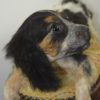Spaniel puppy