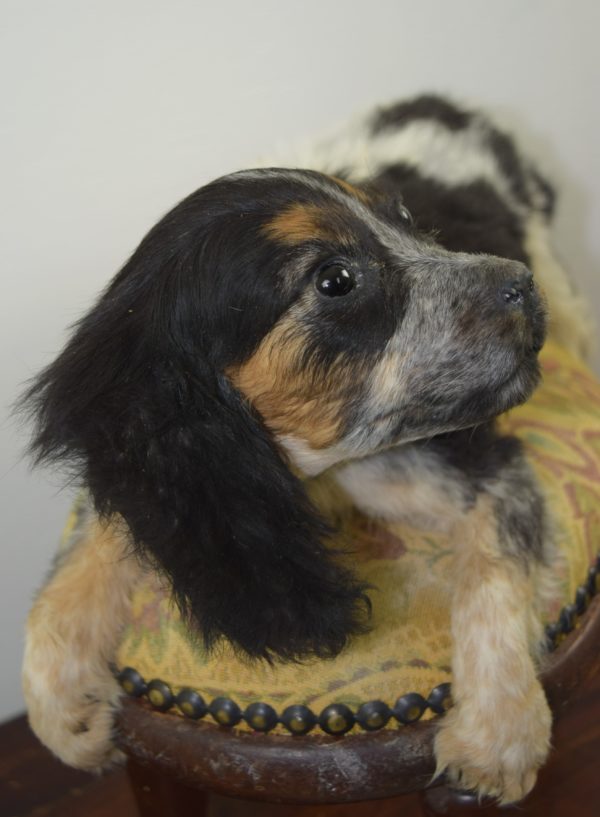 Spaniel puppy