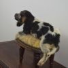 Spaniel puppy