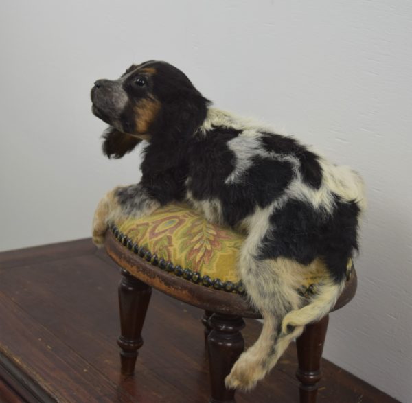 Spaniel puppy