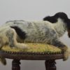 Spaniel puppy
