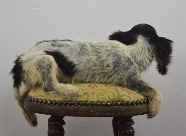 Spaniel puppy