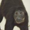 Black Colombian spider monkey