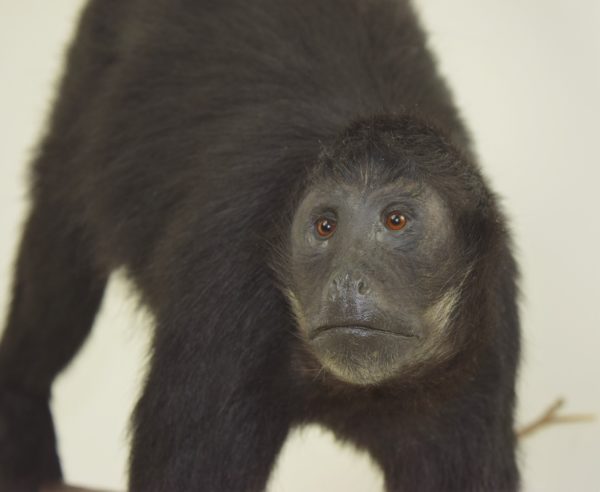 Black Colombian spider monkey