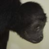 Black Colombian spider monkey