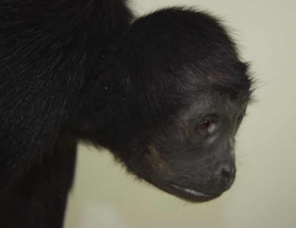 Black Colombian spider monkey