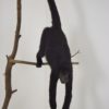 Black Colombian spider monkey