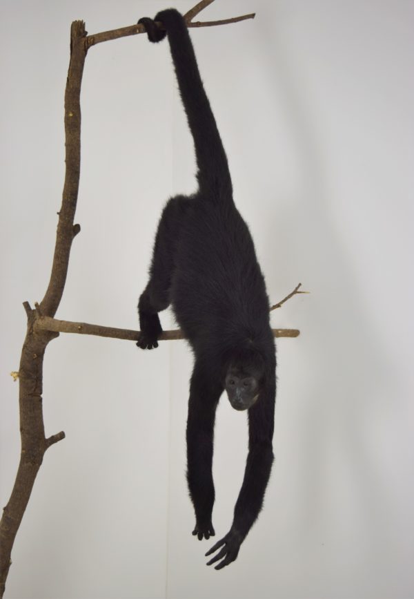 Black Colombian spider monkey