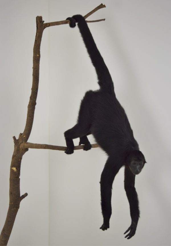 Black Colombian spider monkey