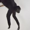 Black Colombian spider monkey