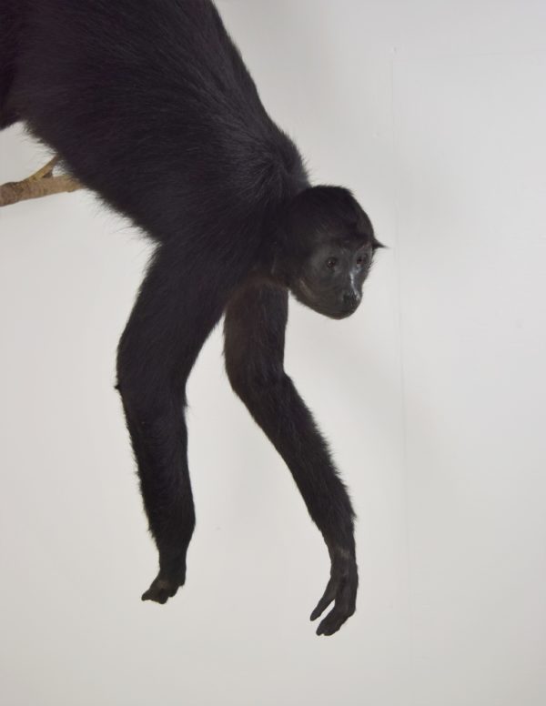 Black Colombian spider monkey