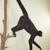 Black Colombian spider monkey