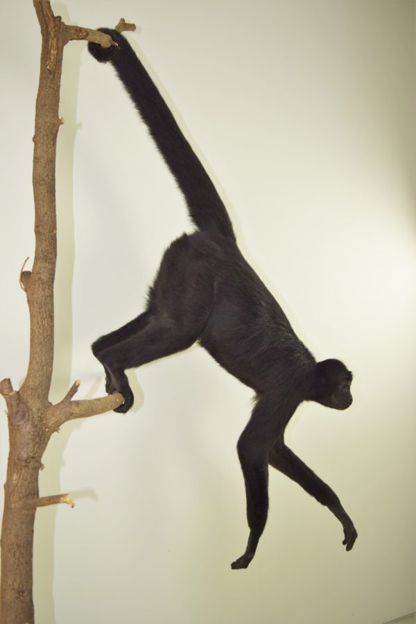 Black Colombian spider monkey