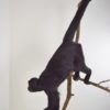 Black Colombian spider monkey