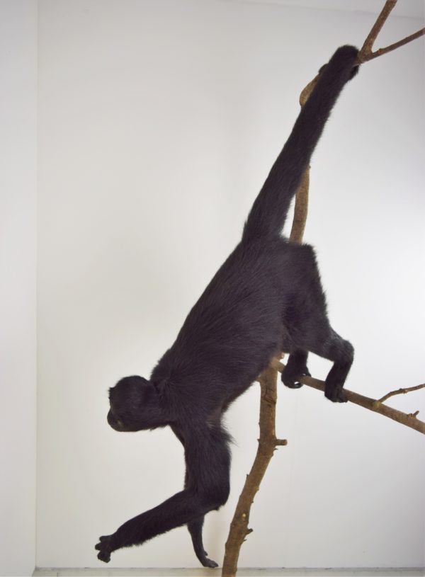 Black Colombian spider monkey