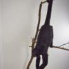Black Colombian spider monkey