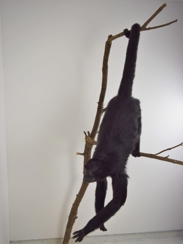 Black Colombian spider monkey
