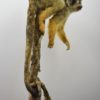 Black-capped squirrel monkey