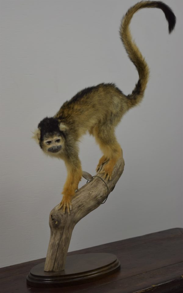 Black-capped squirrel monkey