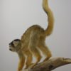 Black-capped squirrel monkey