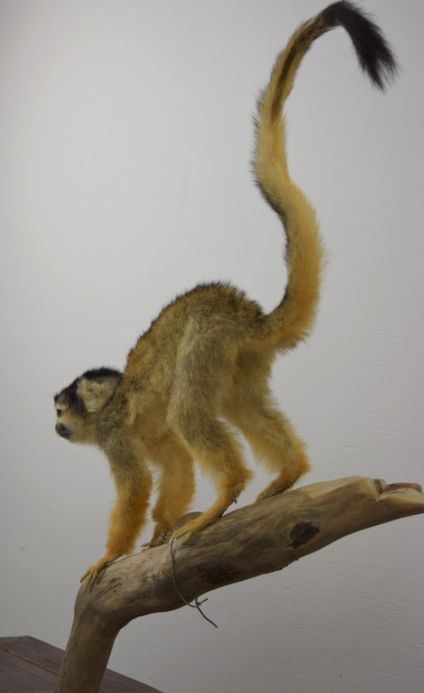 Black-capped squirrel monkey