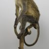 Vervet monkey