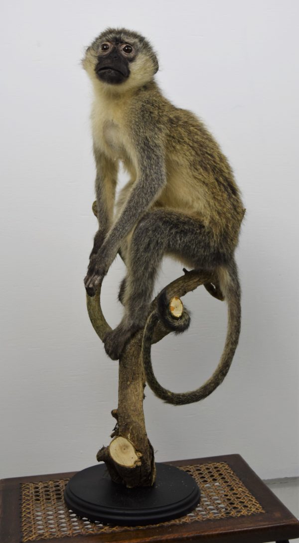 Vervet monkey