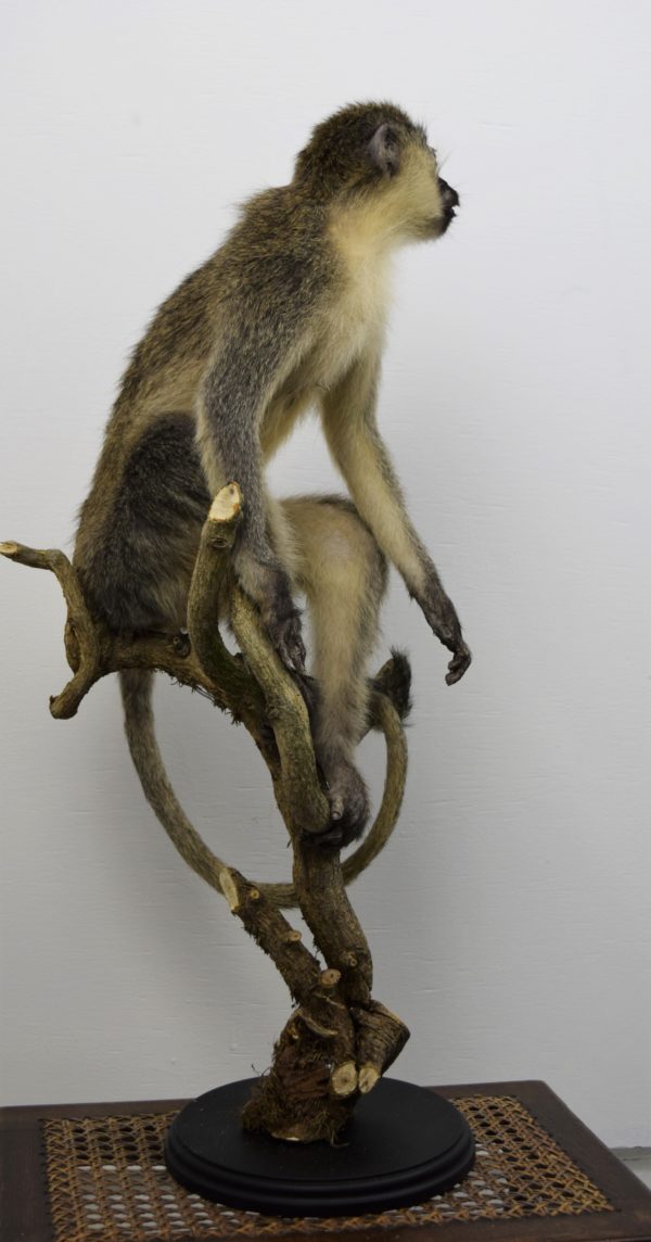 Vervet monkey