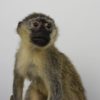 Vervet monkey