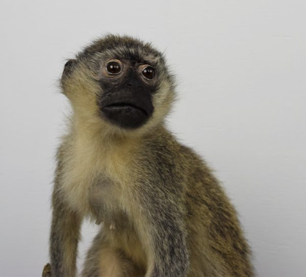 Vervet monkey