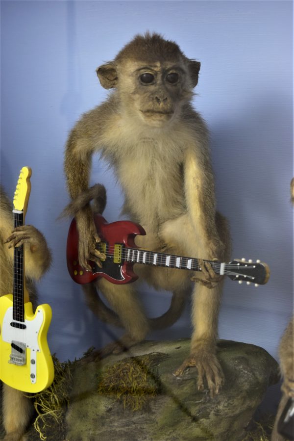 Guitar-playing monkeys